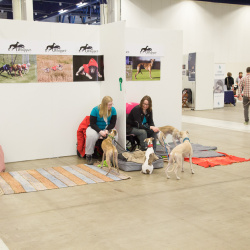 Pet and Model Expo 2015